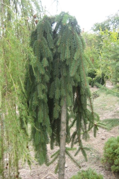 Ель обычная Inversa штамб